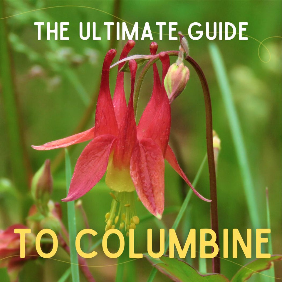 The Ultimate Guide to Columbine