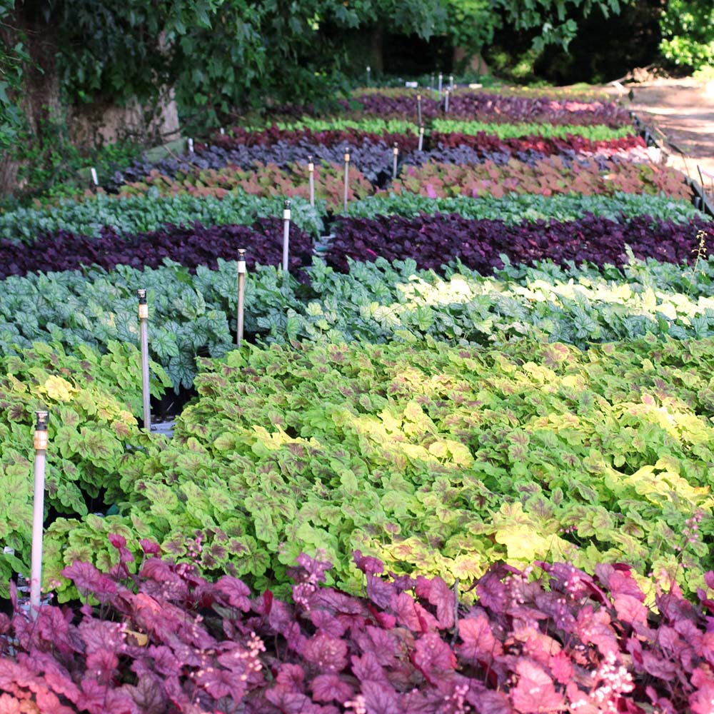Heuchera Coral Bells and Foamy Bells
