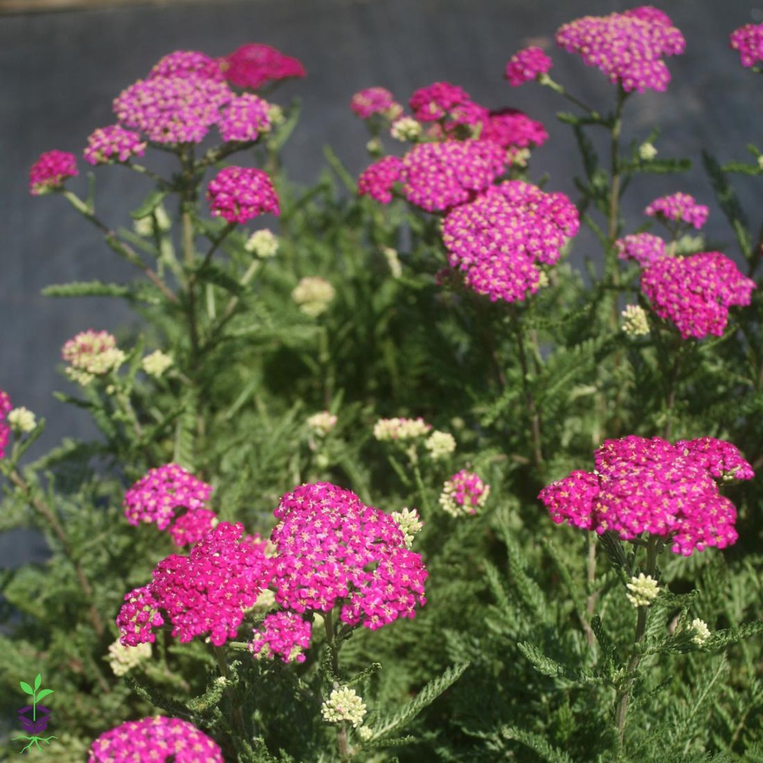 Achillea 'New Vintage Violet' Yarrow