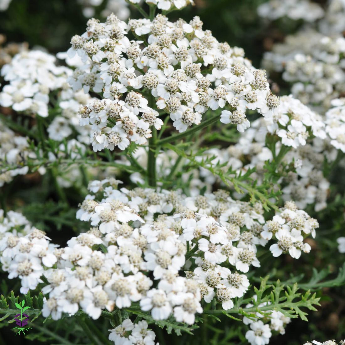 Achillea 'New Vintage™ White' Yarrow