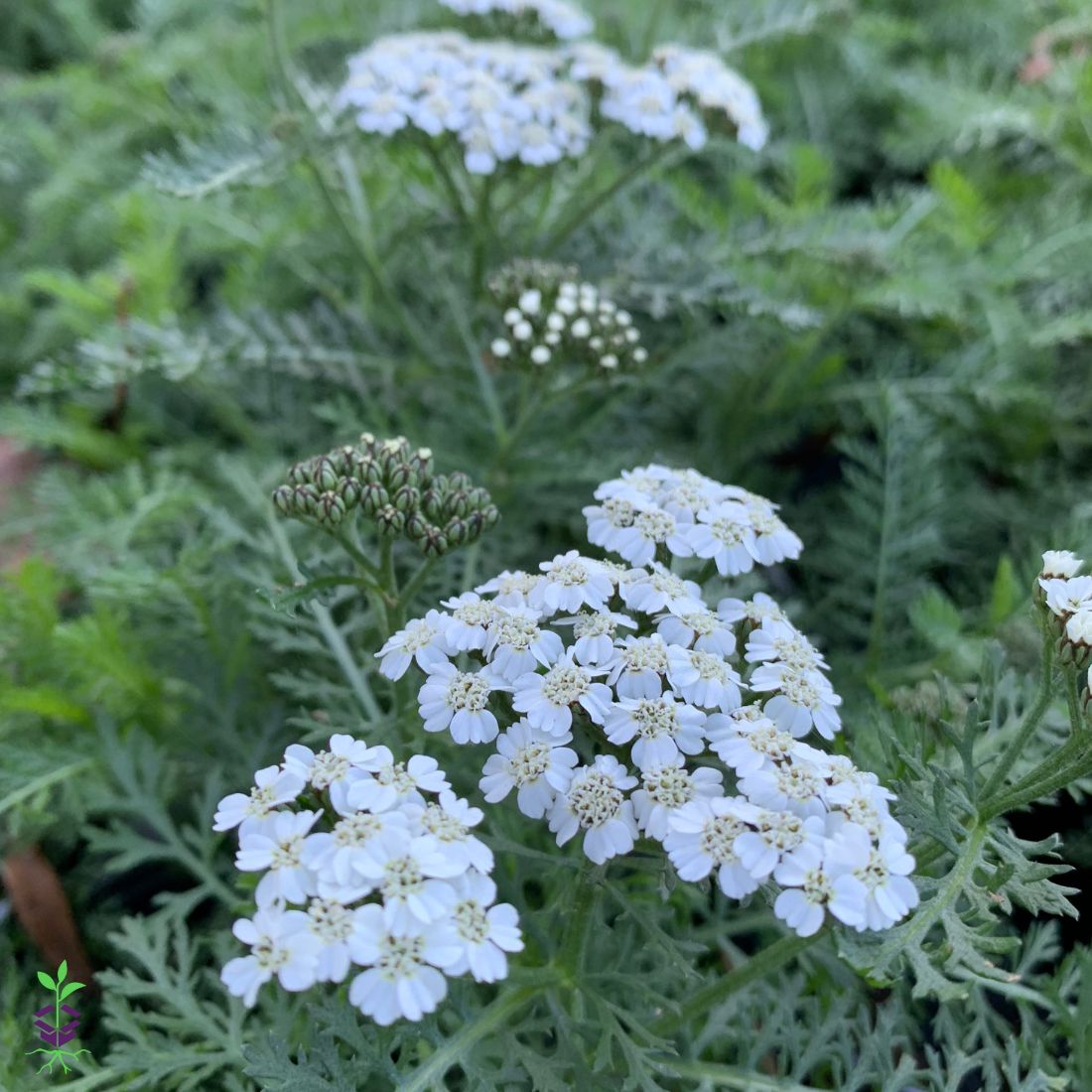 Achillea New Vintage White Yarrow for sale | Rare Roots