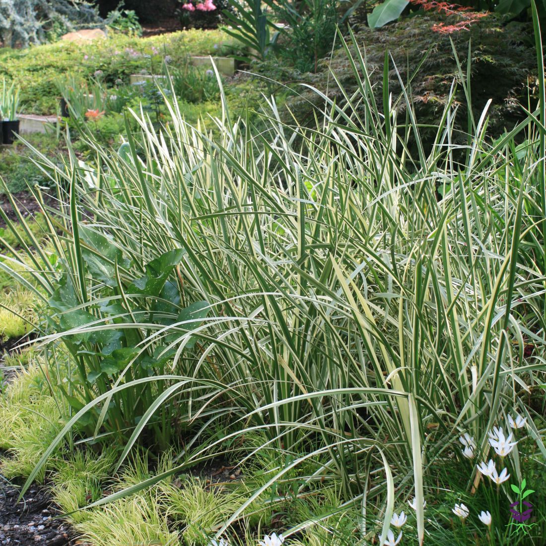 Acorus calamus 'Variegatus' Sweet Flag