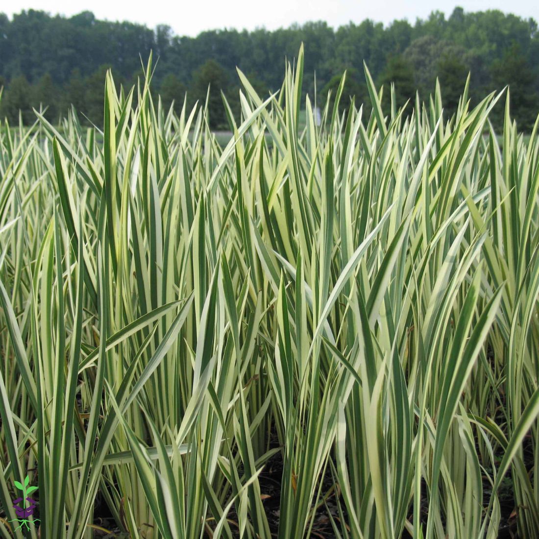 Acorus calamus 'Variegatus' Sweet Flag