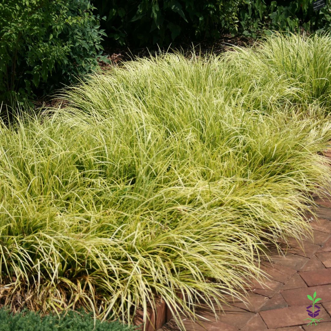Acorus gramineus variegatus 'Wogon' Sweet Flag