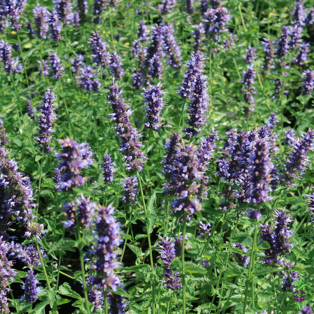 black adder agastache plant Agastache 'Black Adder' Hummingbird Mint for Sale