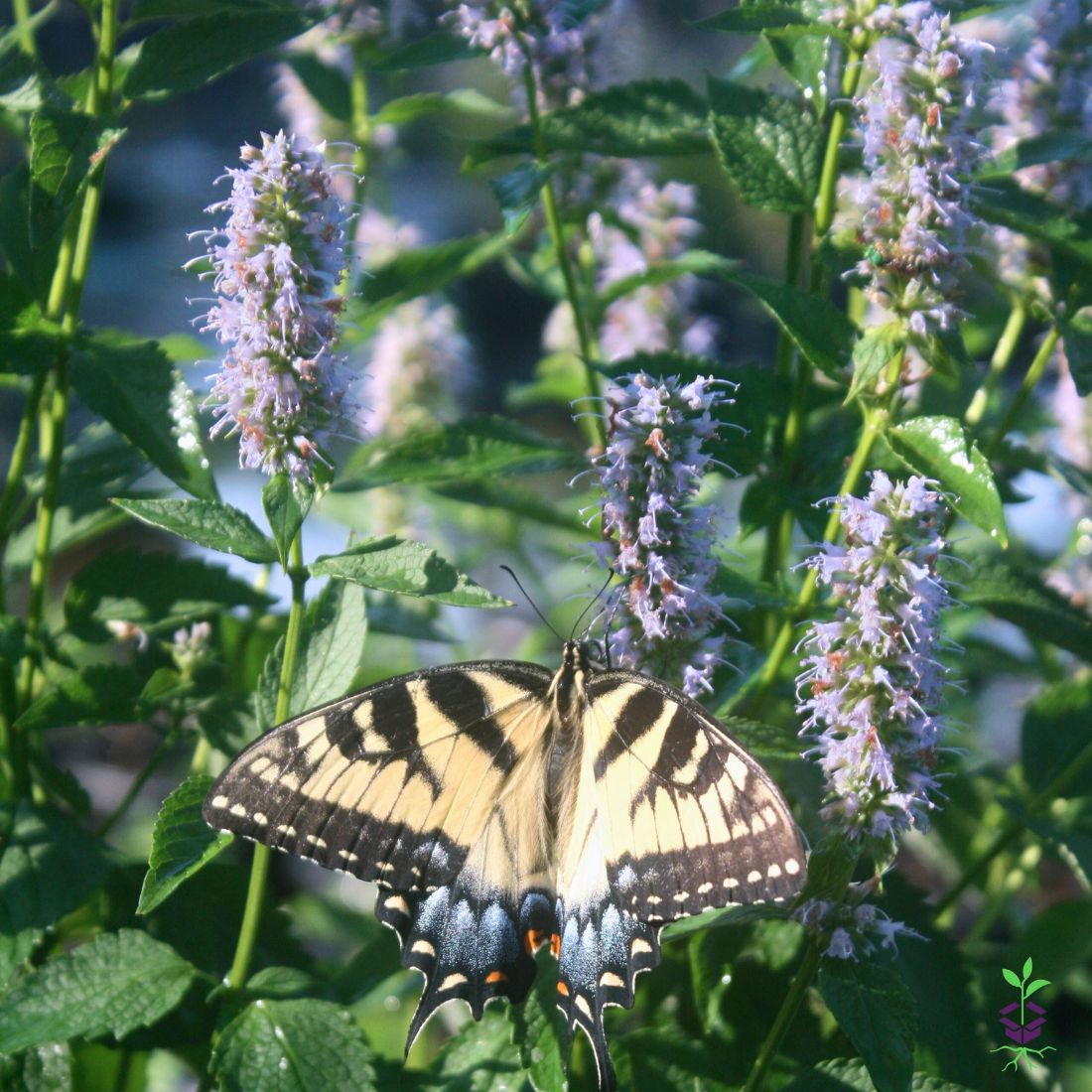 Agastache 'Blue Fortune' Hummingbird Mint