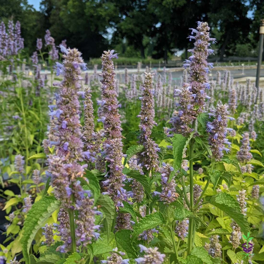 Agastache foeniculum Hummingbird Mint