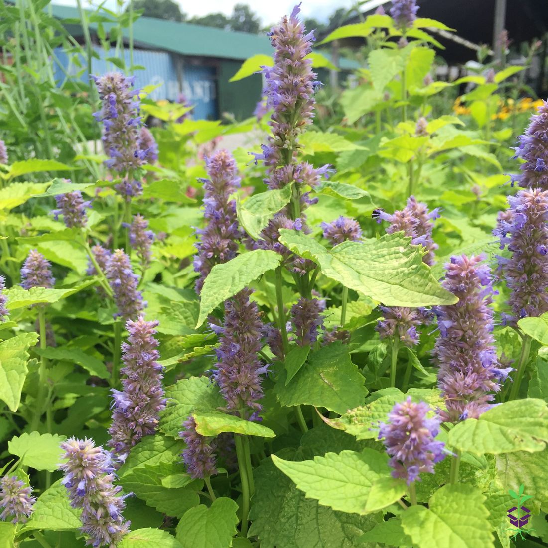 Agastache foeniculum 'Golden Jubilee' Anise Hyssop