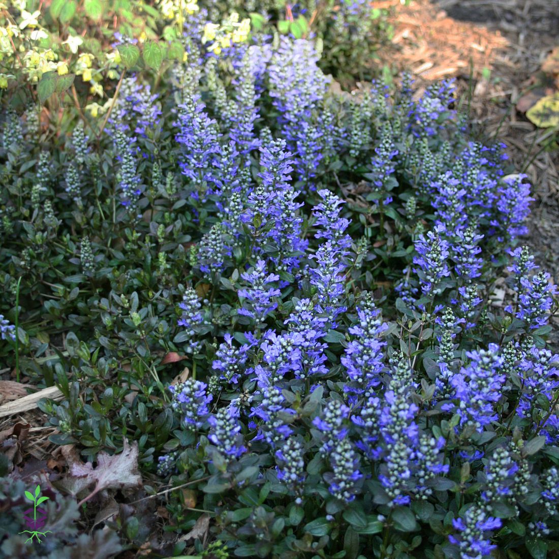 ajuga plant in pots Ajuga Chocolate Chip Dwarf Bugleweed for sale