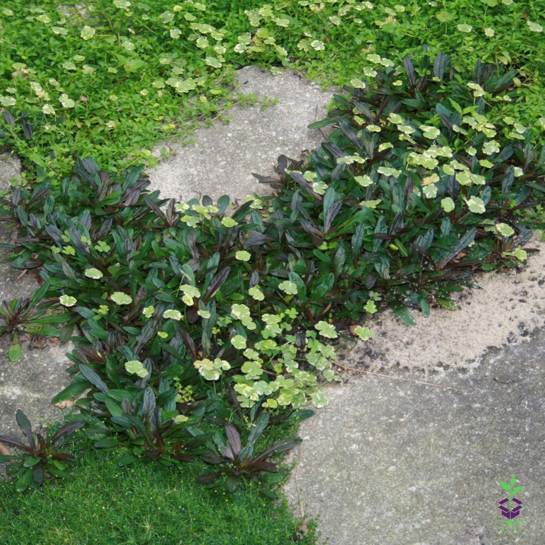 Ajuga reptans 'Chocolate Chip' Bugleweed
