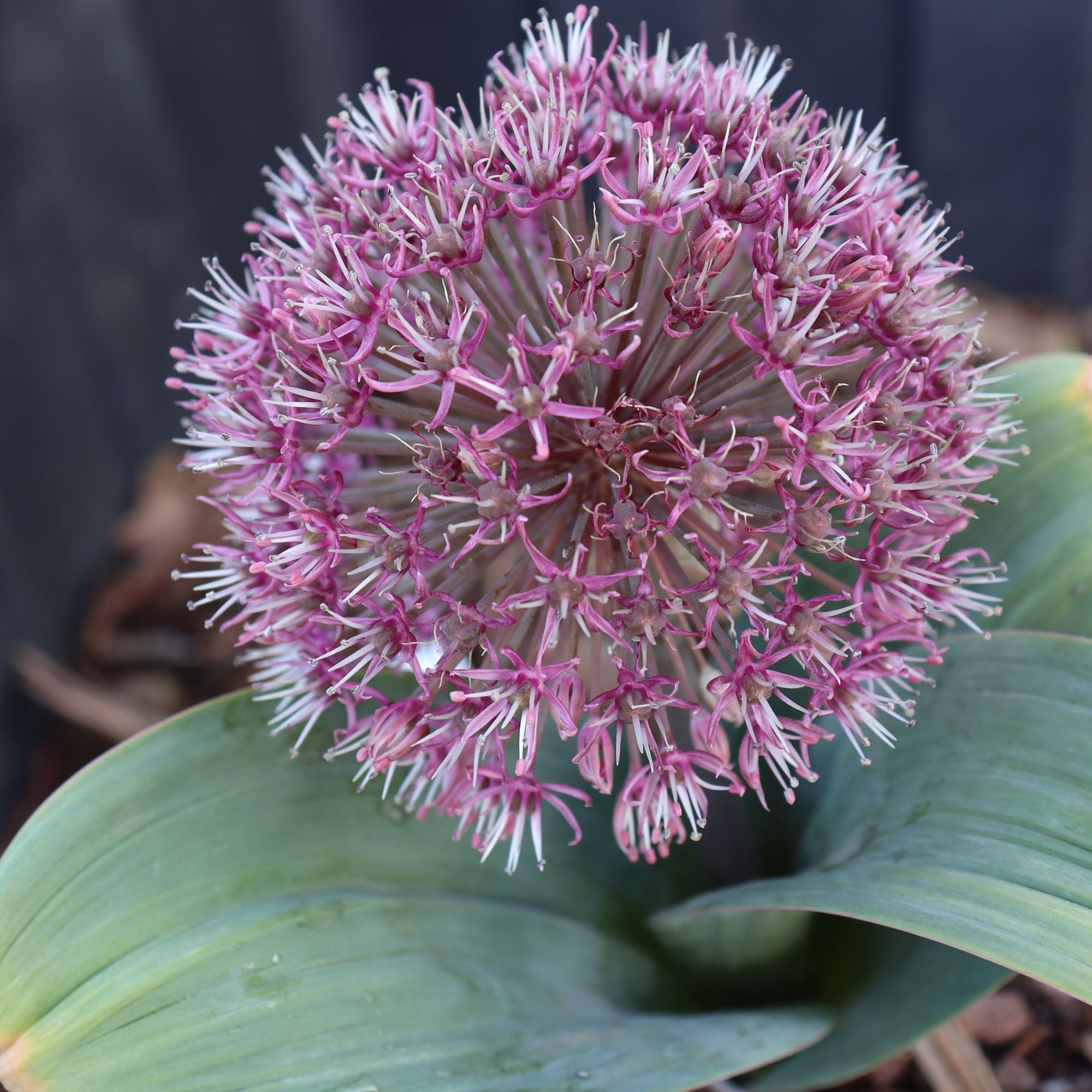 知多 allium様 Allium karataviense 'Red Giant' Ornamental Onion