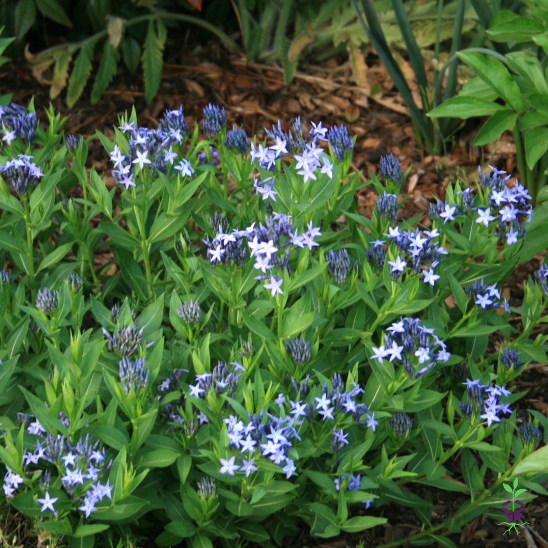 Amsonia 'Blue Ice' Blue Star