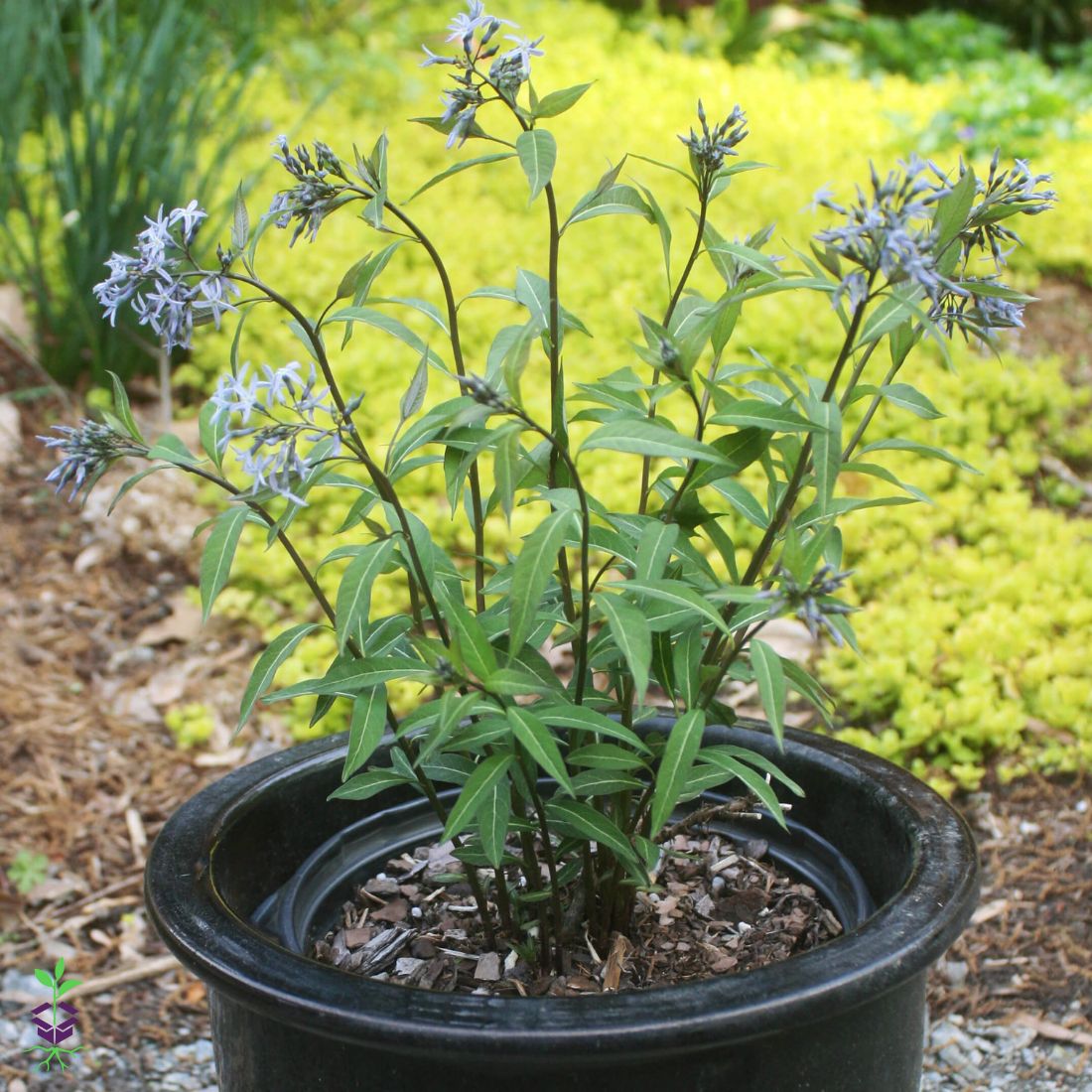 Amsonia tabernaemontana 'Storm Cloud' Blue Star
