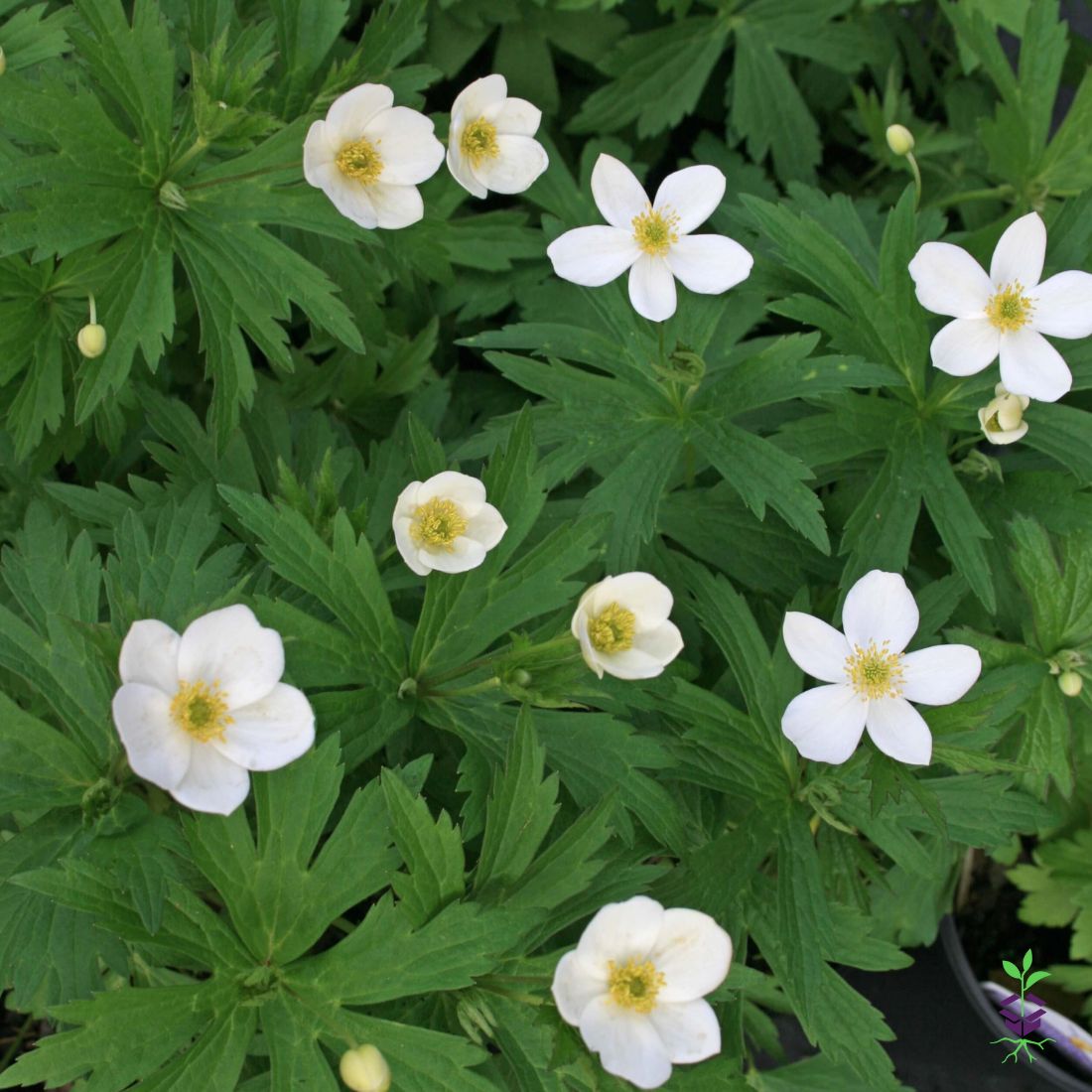Anemone canadensis Meadow Windflower