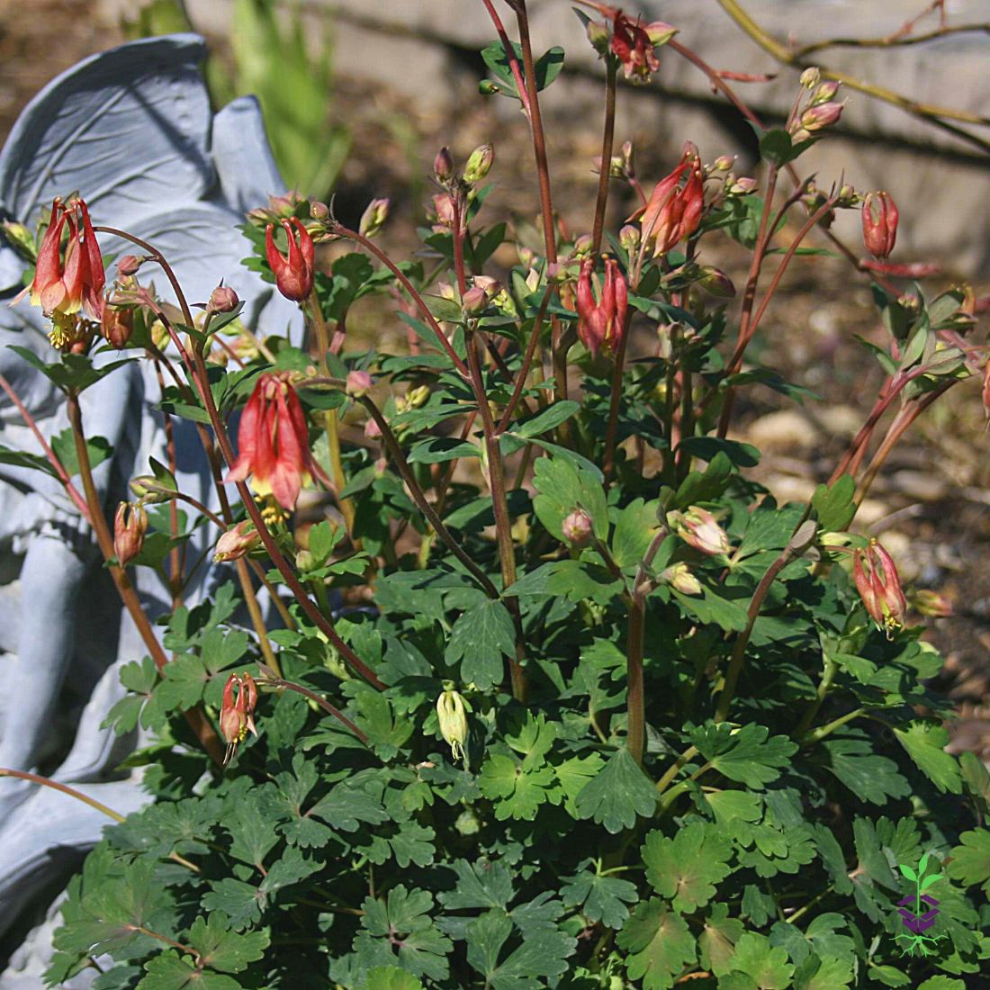 Aquilegia canadensis 'Little Lanterns' Columbine
