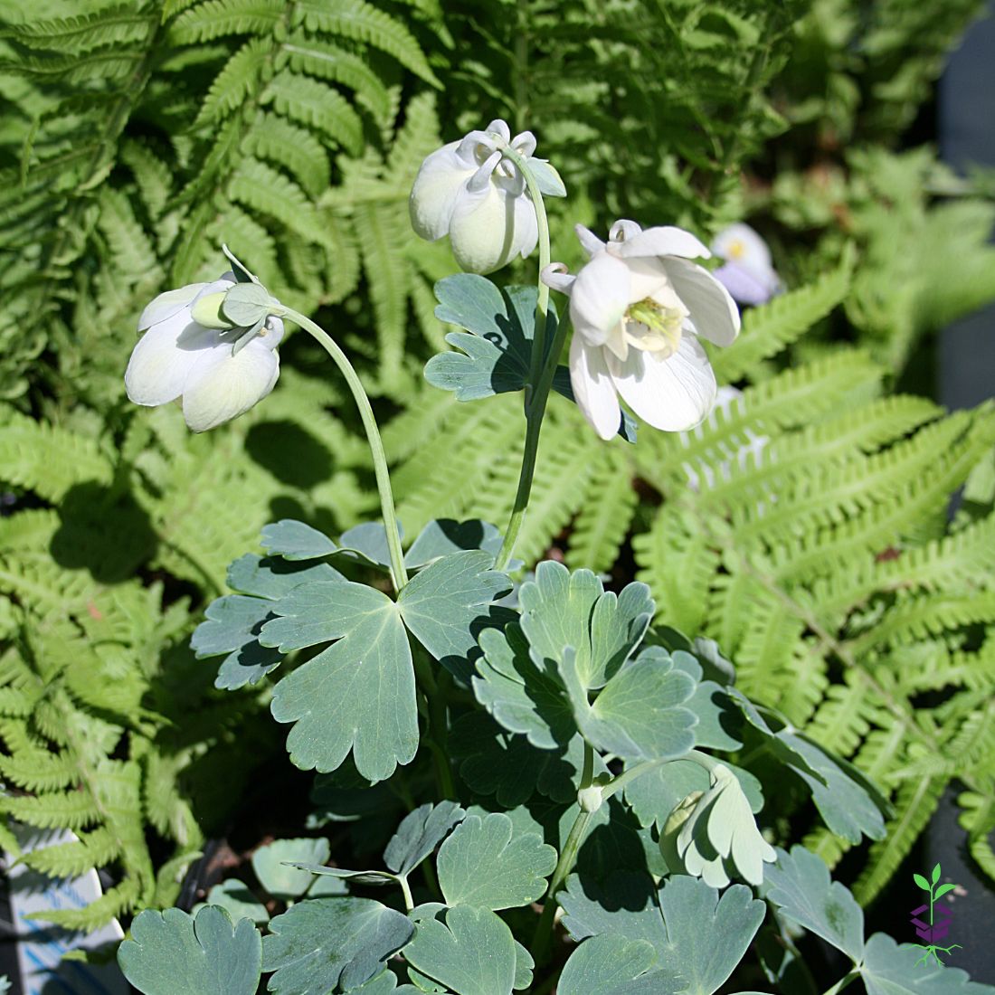 Aquilegia 'Nana Alba'