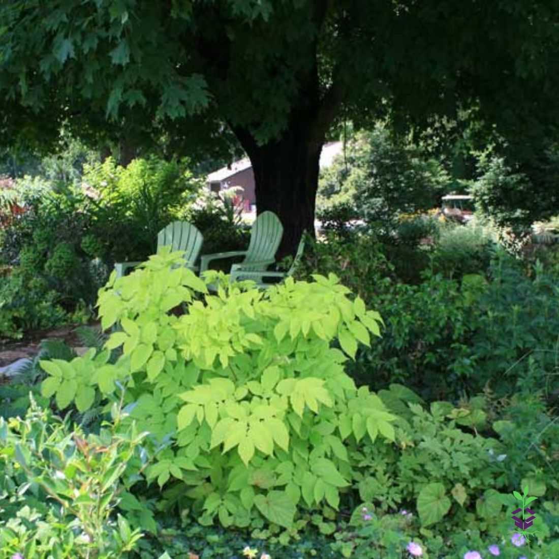 Aralia 'Sun King' Golden Japanese Spikenard