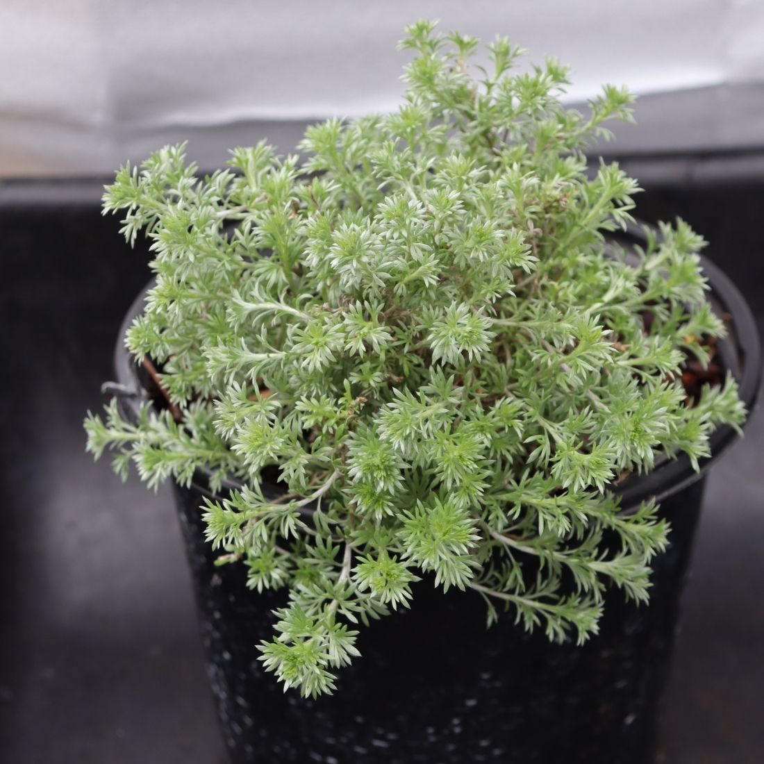 Artemisia frigida 'Silver Eagle' Wormwood - 1 quart