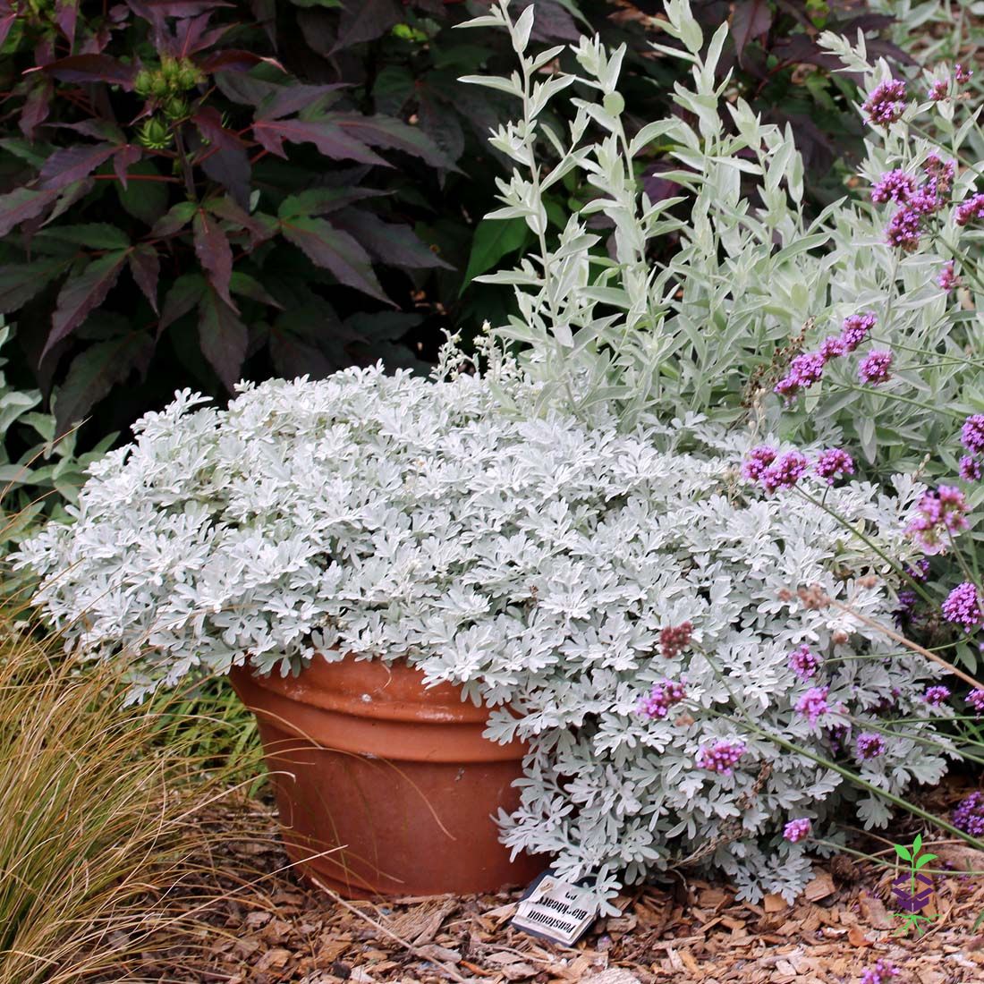 wormwood potted plant Artemisia Silver Brocade Wormwood for sale