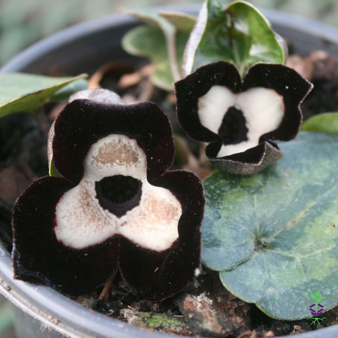 Asarum maximum 'Ling Ling' Panda Face Ginger