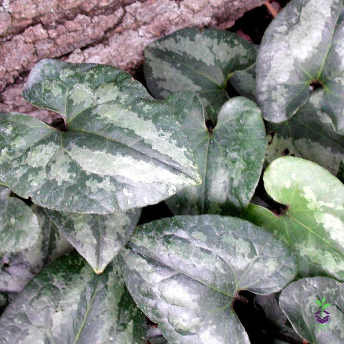 Asarum splendens 'Quicksilver' Chinese Wild Ginger