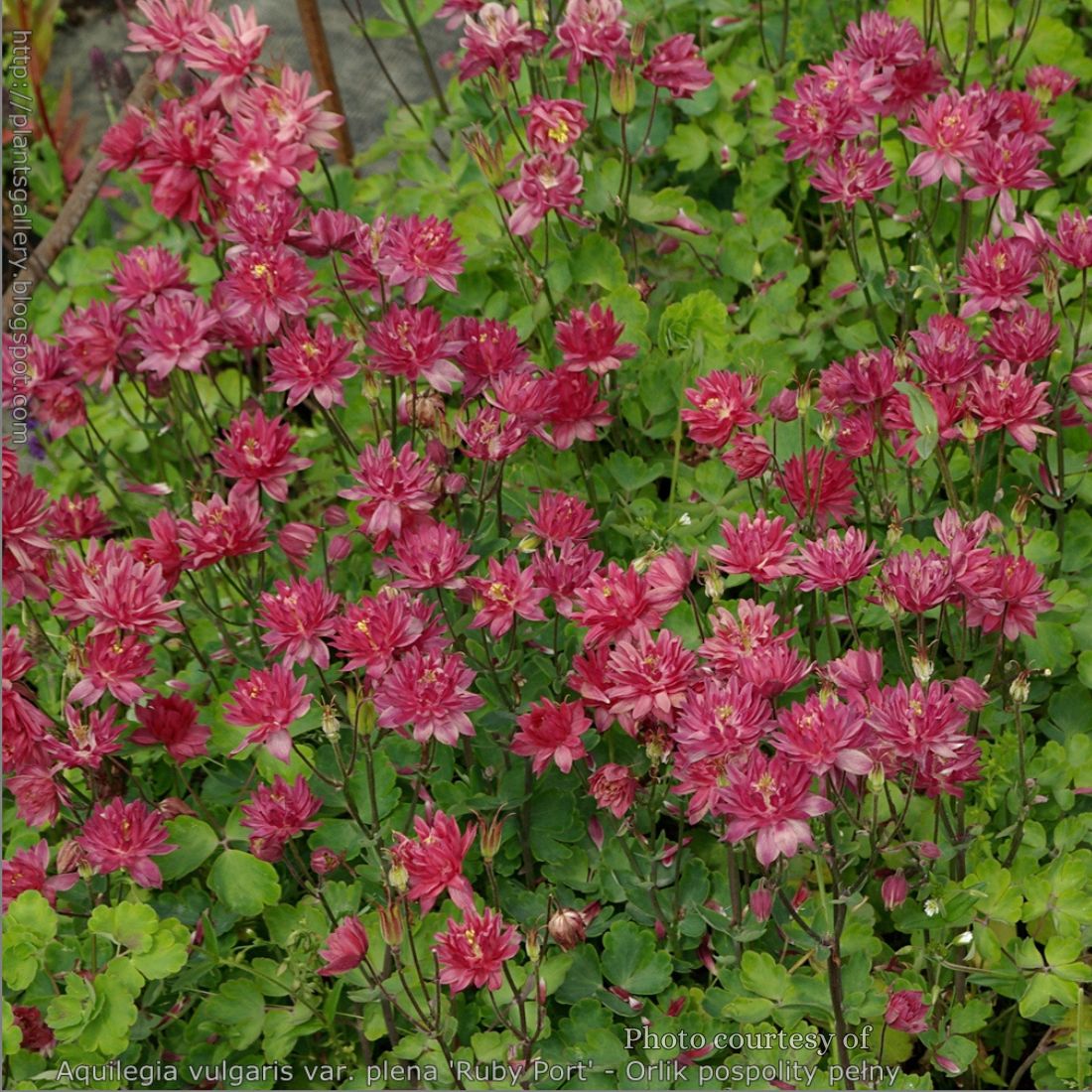 Aquilegia 'Ruby Port' Columbine