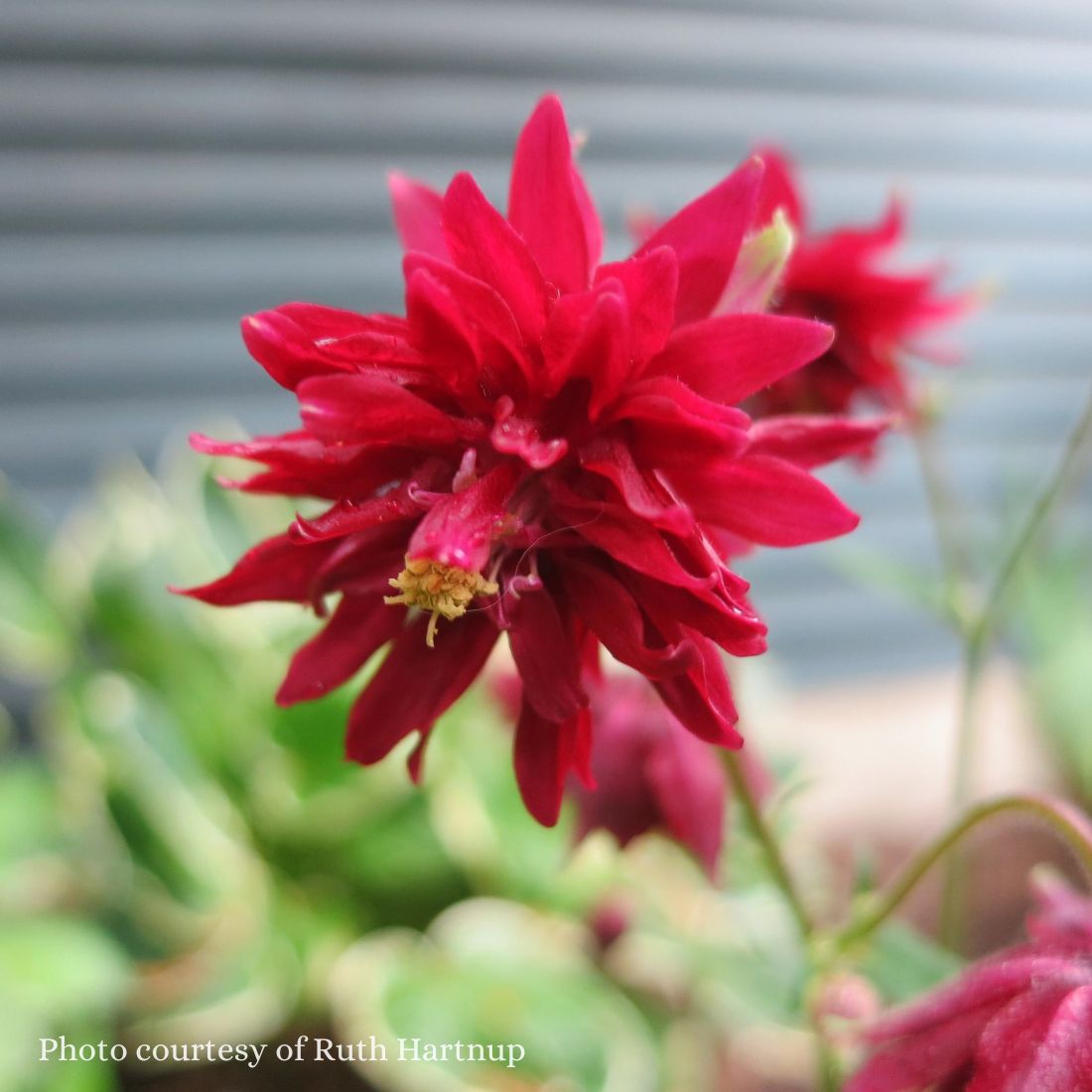Aquilegia 'Ruby Port' Columbine