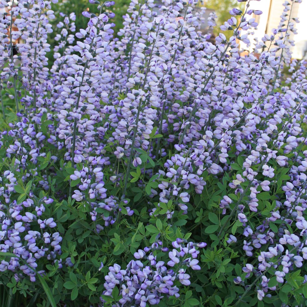 indigo vs lavender plant Baptisia 'Purple Smoke' False Indigo