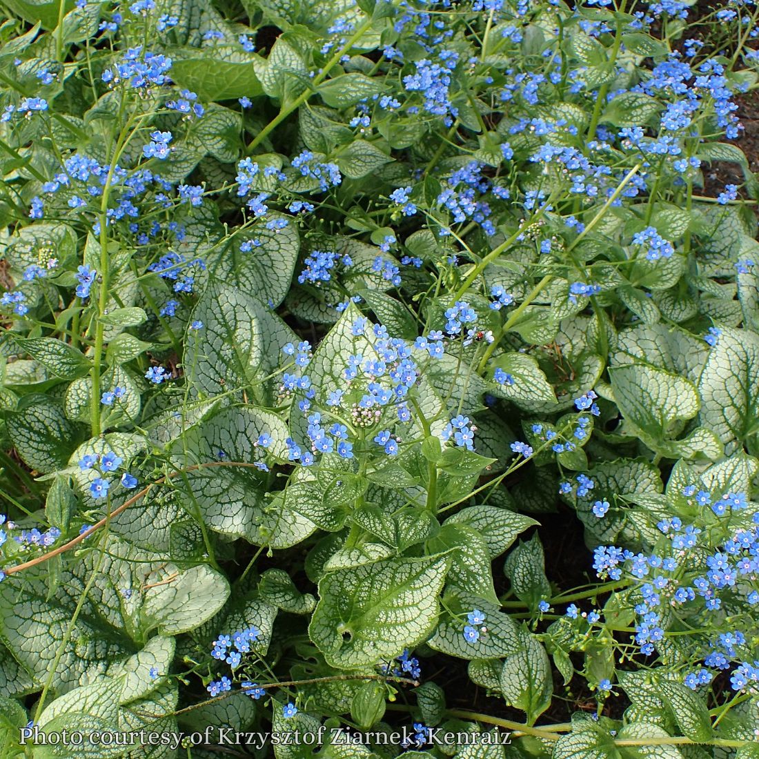 sea heart seed plant Brunnera 'Sea Heart' Bugloss