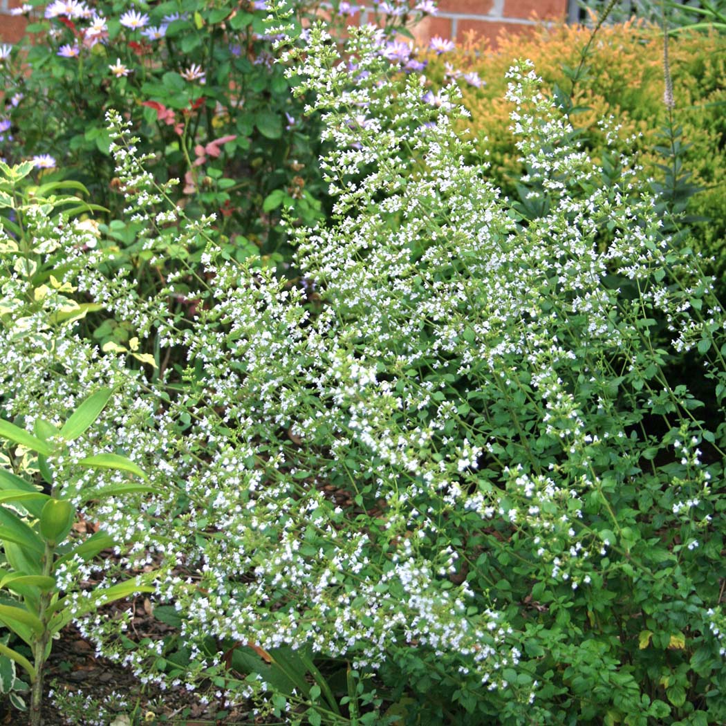 Calamintha nepeta 'Montrose White' Calamint