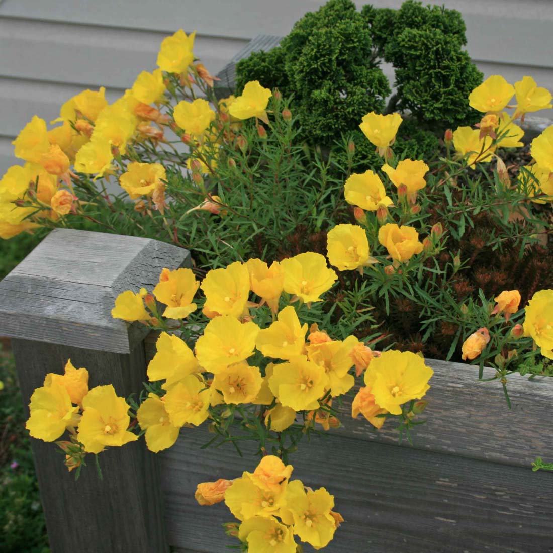 Calylophus serrulatus 'Prairie Lode' Sun Drops