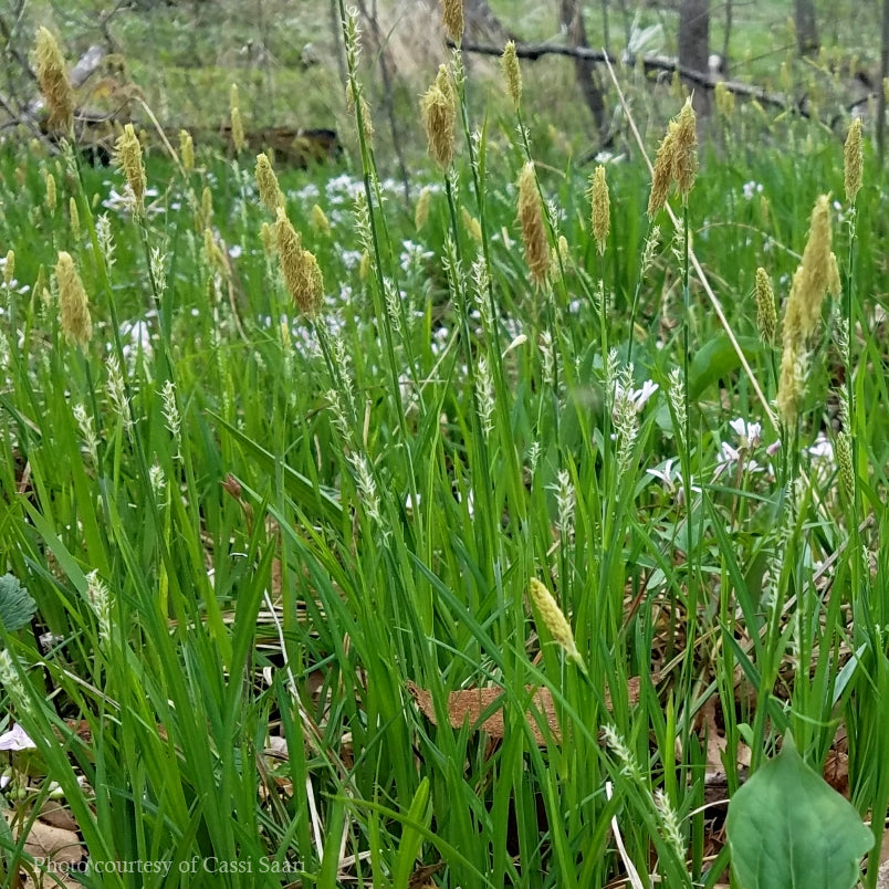 Carex woodii Wood's Sedge Rare Roots
