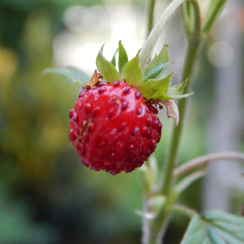 Fragaria virginiana Wild Strawberry