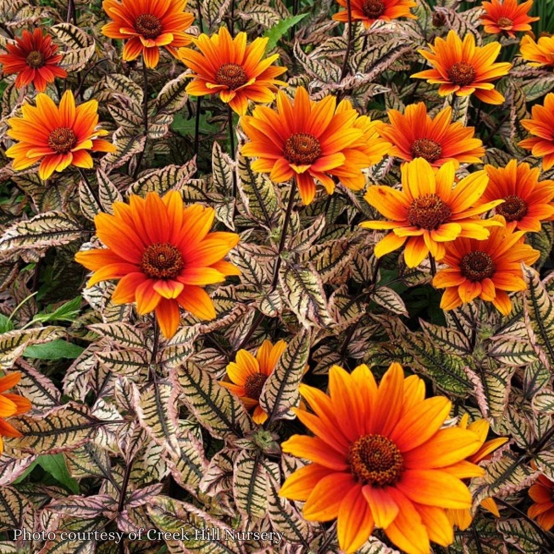 Heliopsis 'Orange Marble' False Sunflower