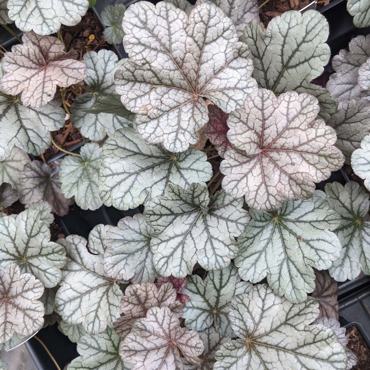 Heuchera 'Smoke and Mirrors' | Rare Roots