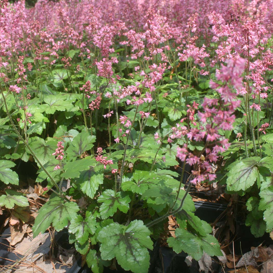 Heucherella Pink Revolution Foamy Bells for Sale Rare Roots