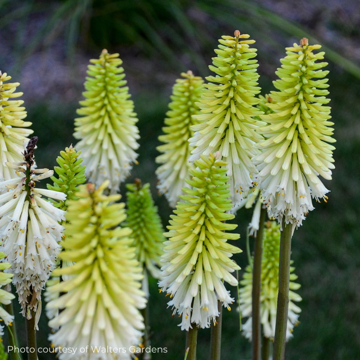 Kniphofia 'Lady Luck' Red Hot Poker