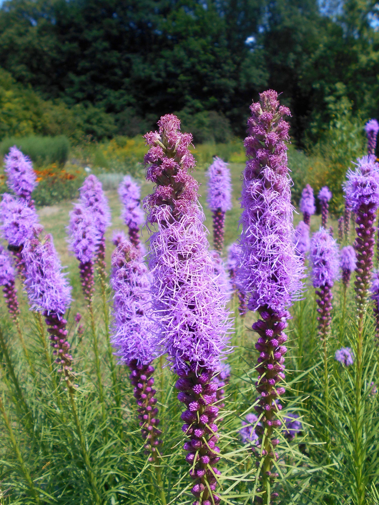 Liatris spicata Gayfeather
