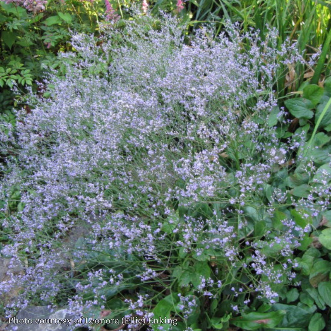 sea lavender plants Limonium latifolium 'Sea Lavender'