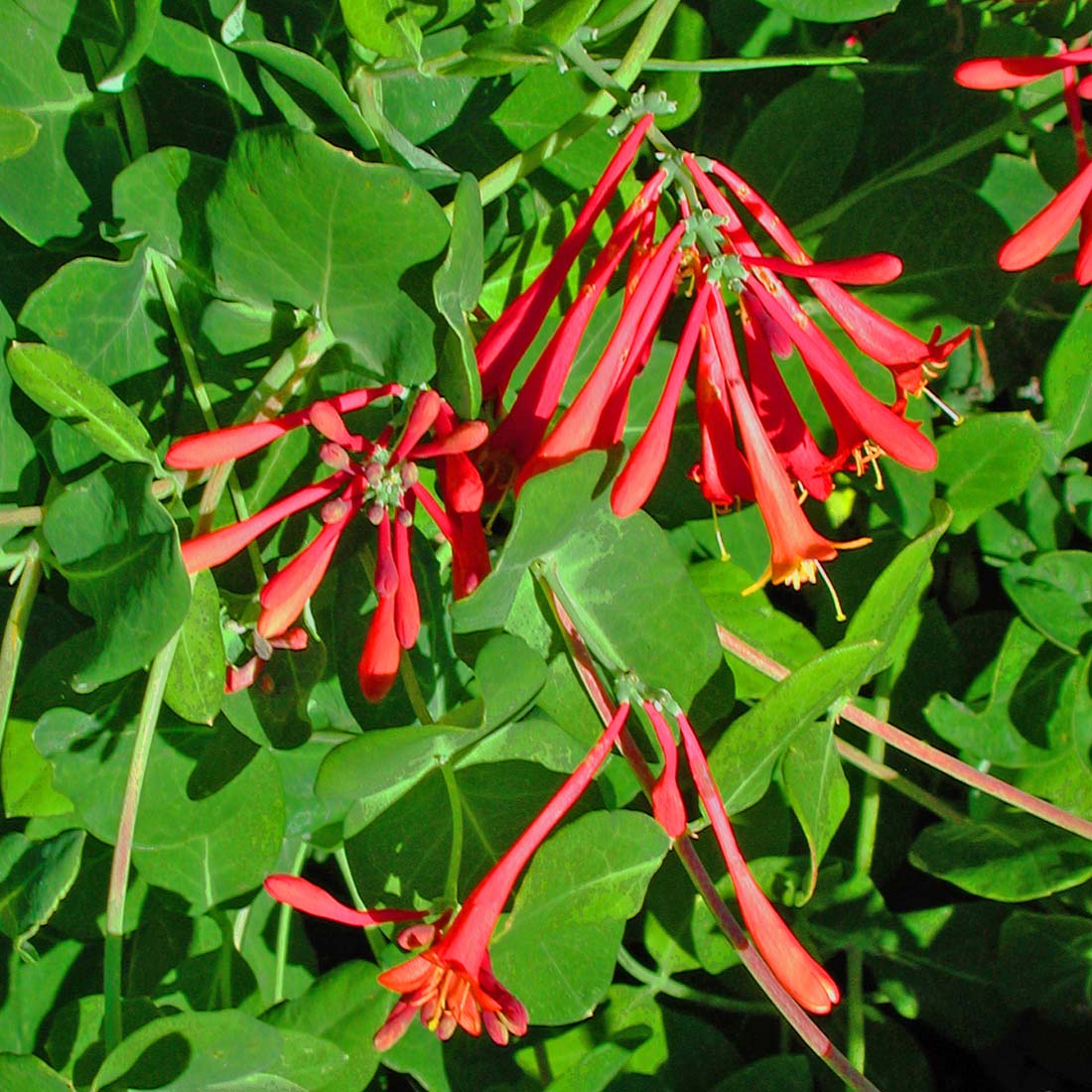 honeysuckle indoor plant Lonicera sempervirens Coral Honeysuckle for sale