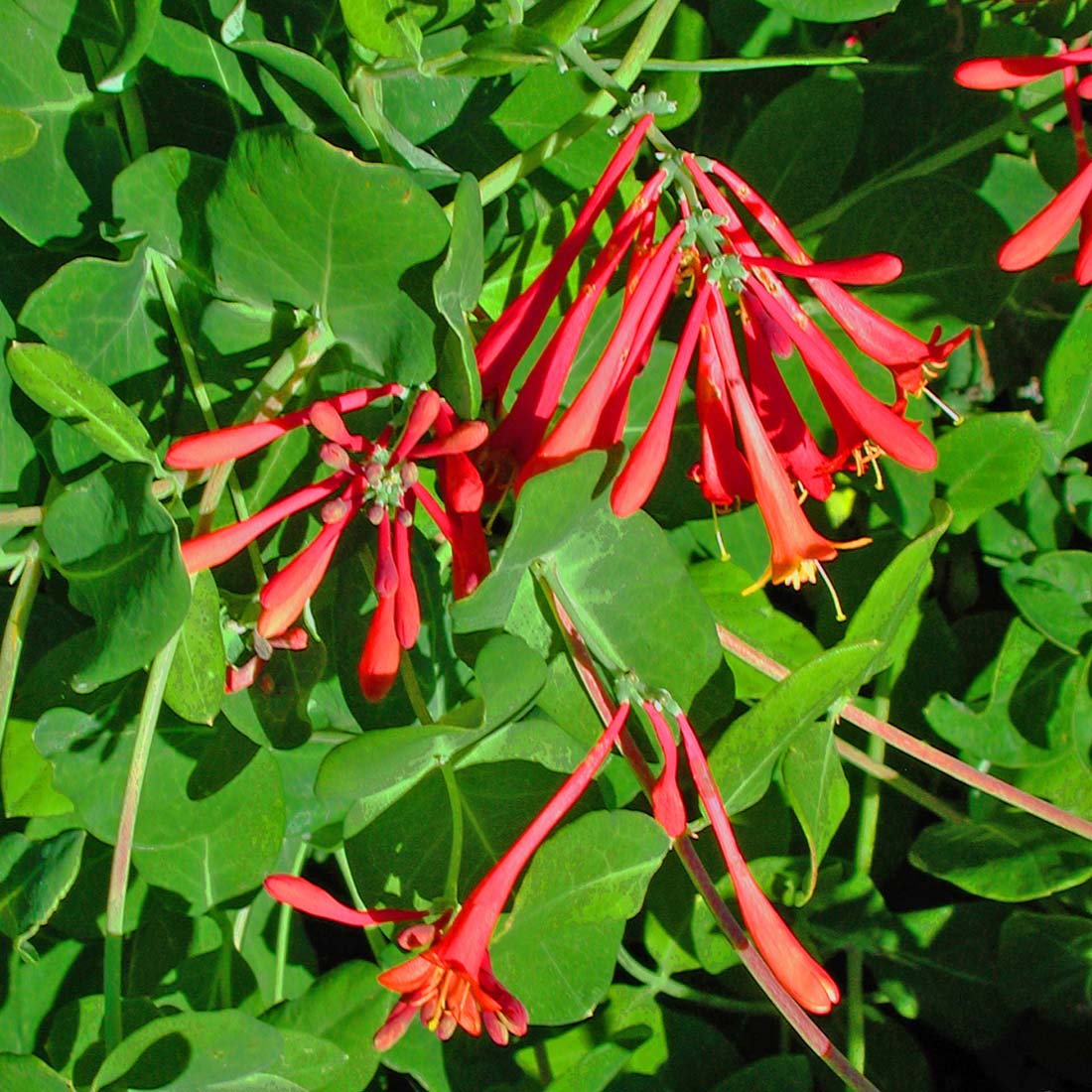 Lonicera sempervirens Honeysuckle