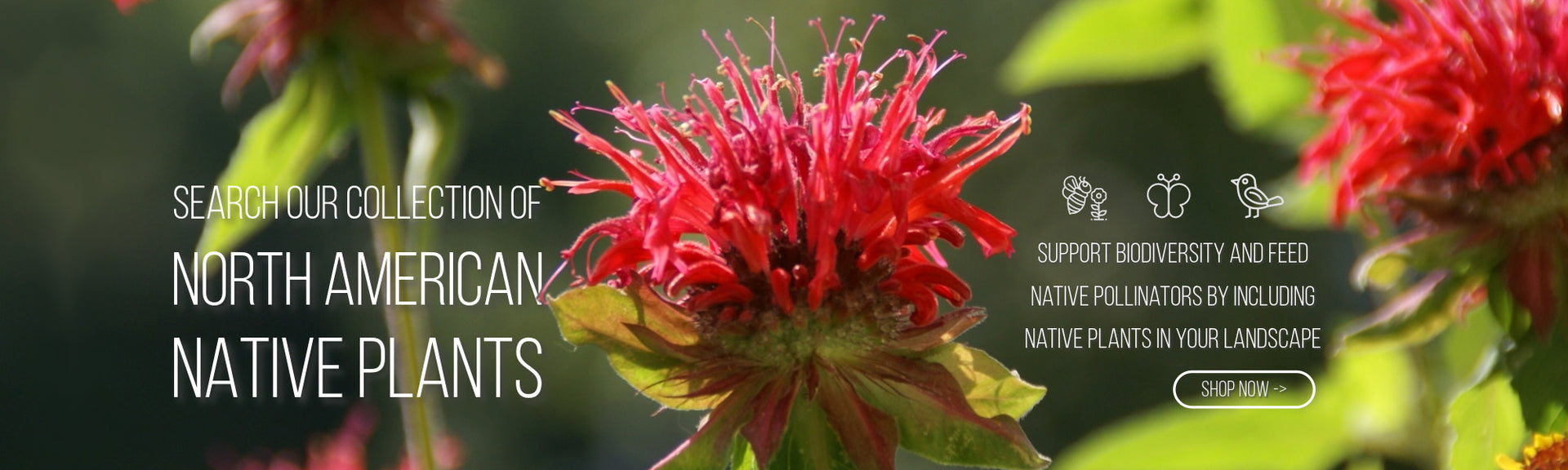 Search our collection of North American native plants. Support biodiversity and feed native pollinators by including native plants in your landscape.