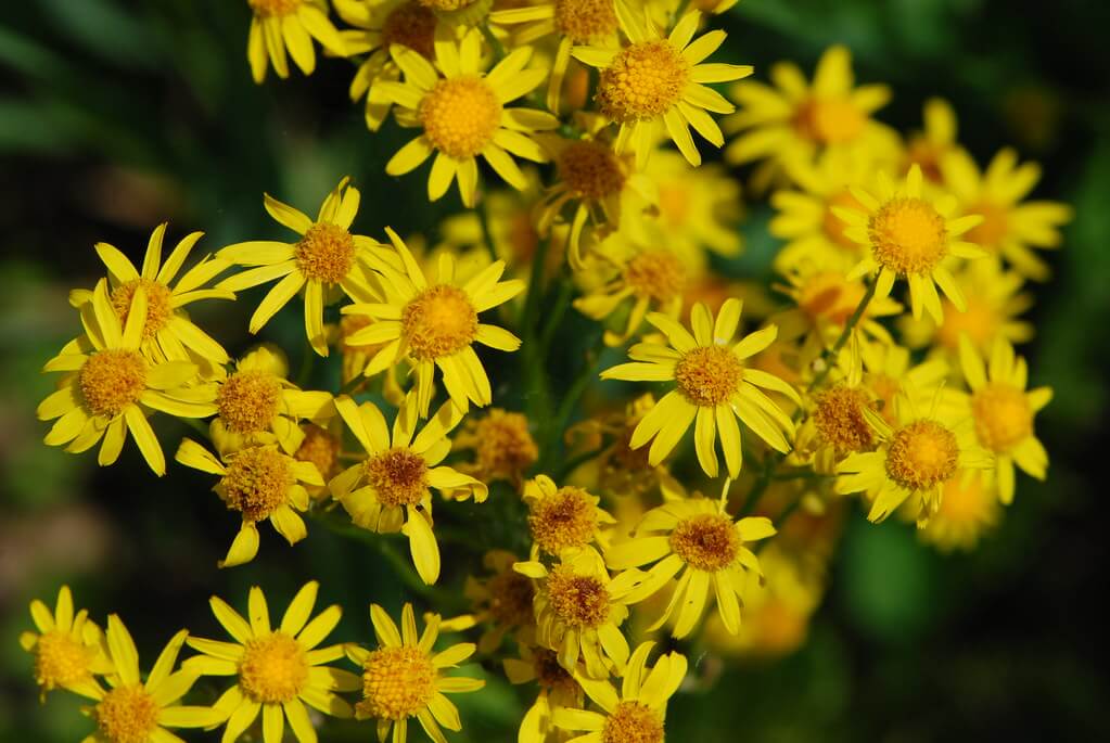Packera (Senecio) aurea Golden Ragwort