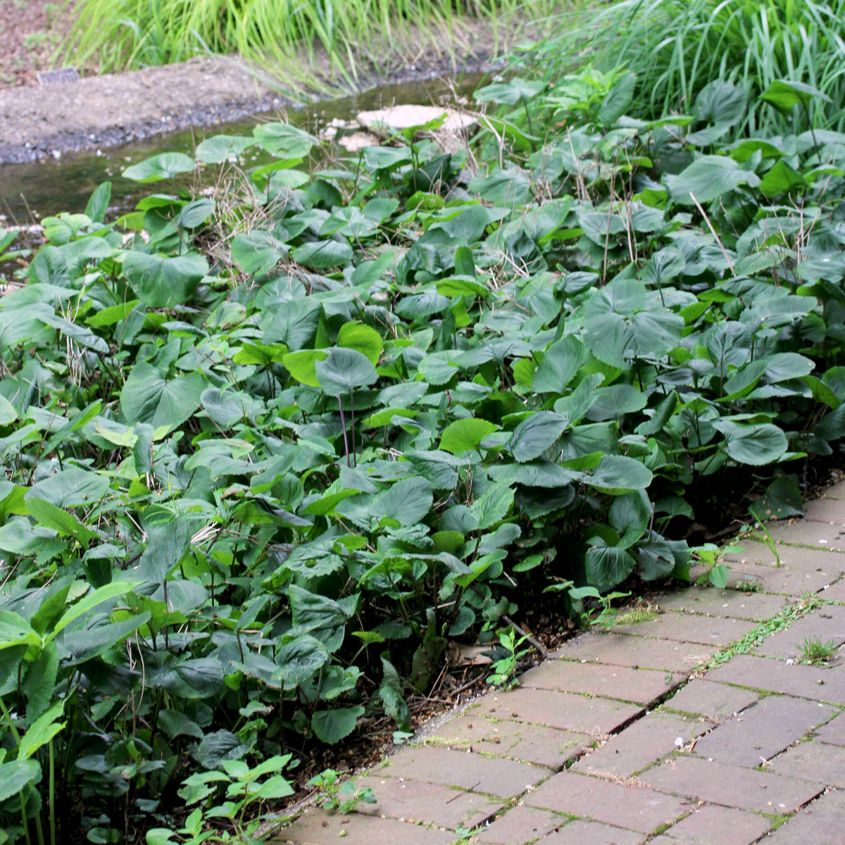 Packera (Senecio) aurea Golden Ragwort