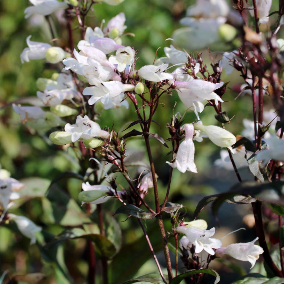 Penstemon 'Onyx and Pearls' Beardtongue