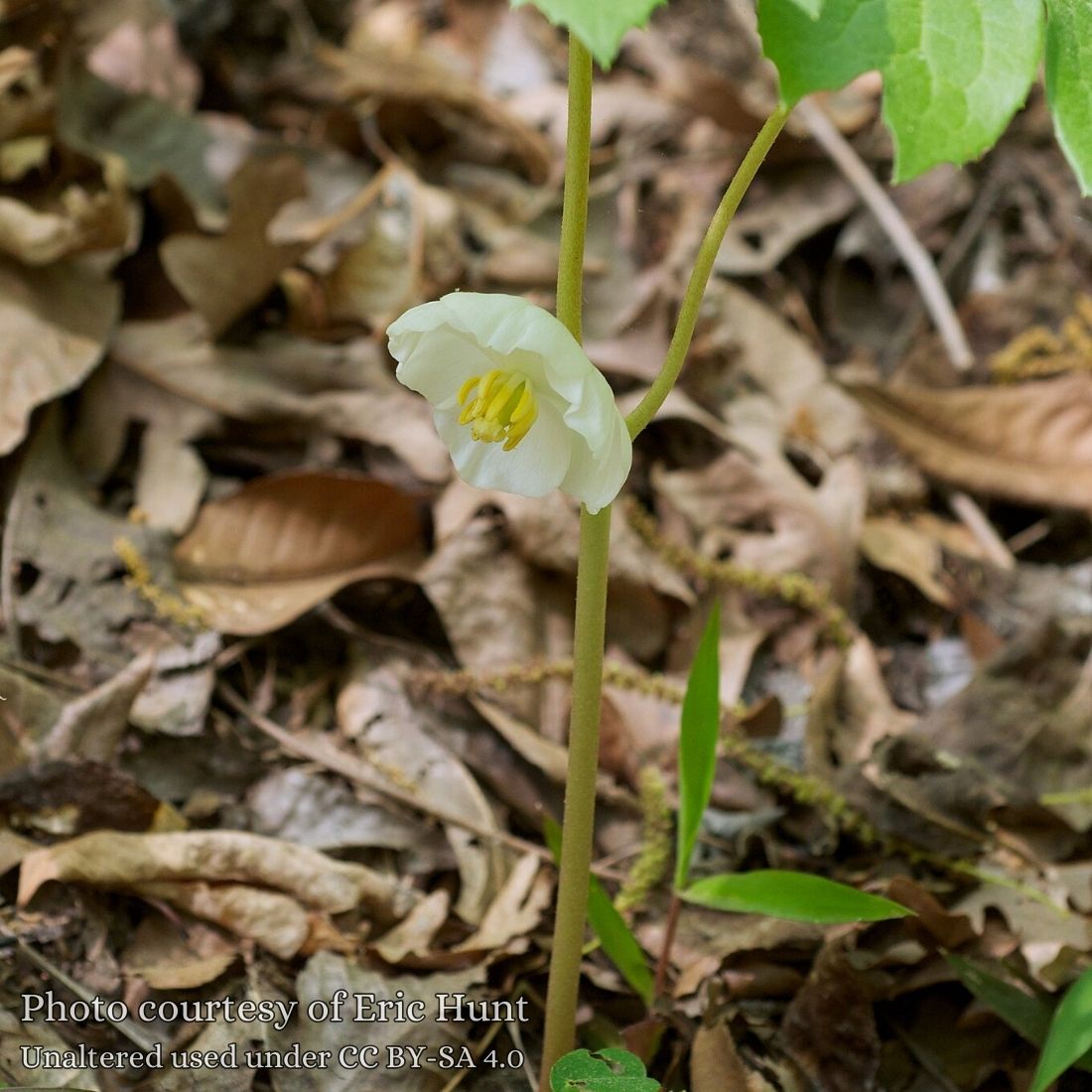 Podophyllum peltatum 'Mayapple'