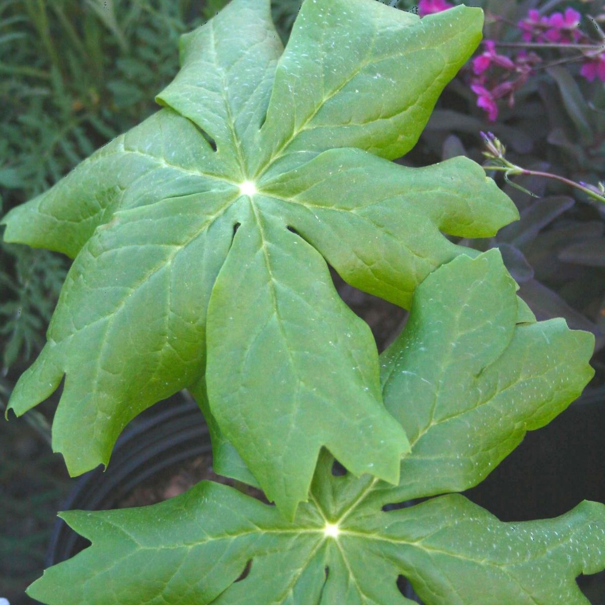 Podophyllum peltatum 'Mayapple'