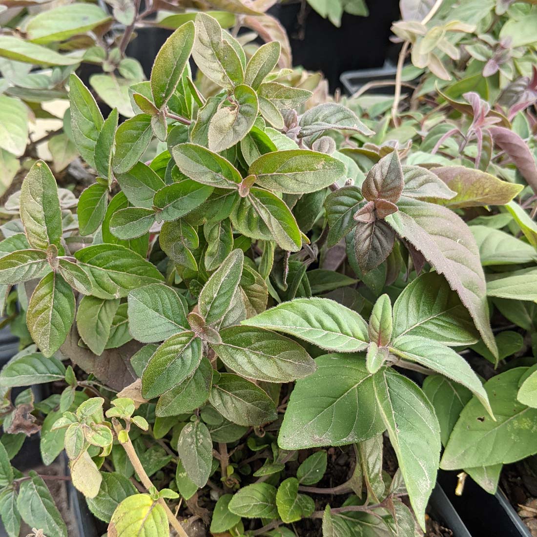 Pycnanthemum incanum Hoary Mountain Mint