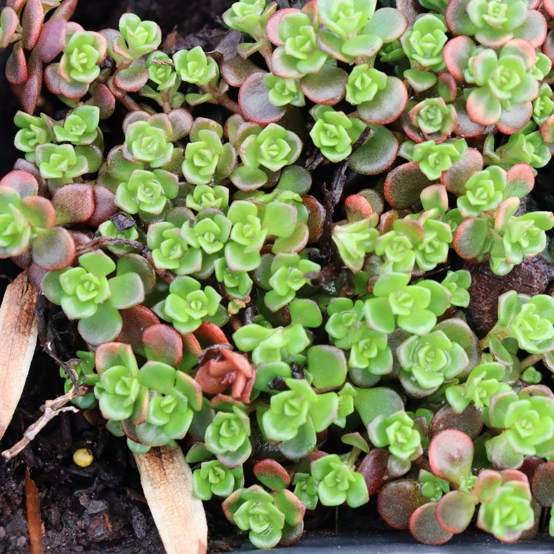 succulent sedum plant Sedum tetractinum 'Little China' Stonecrop