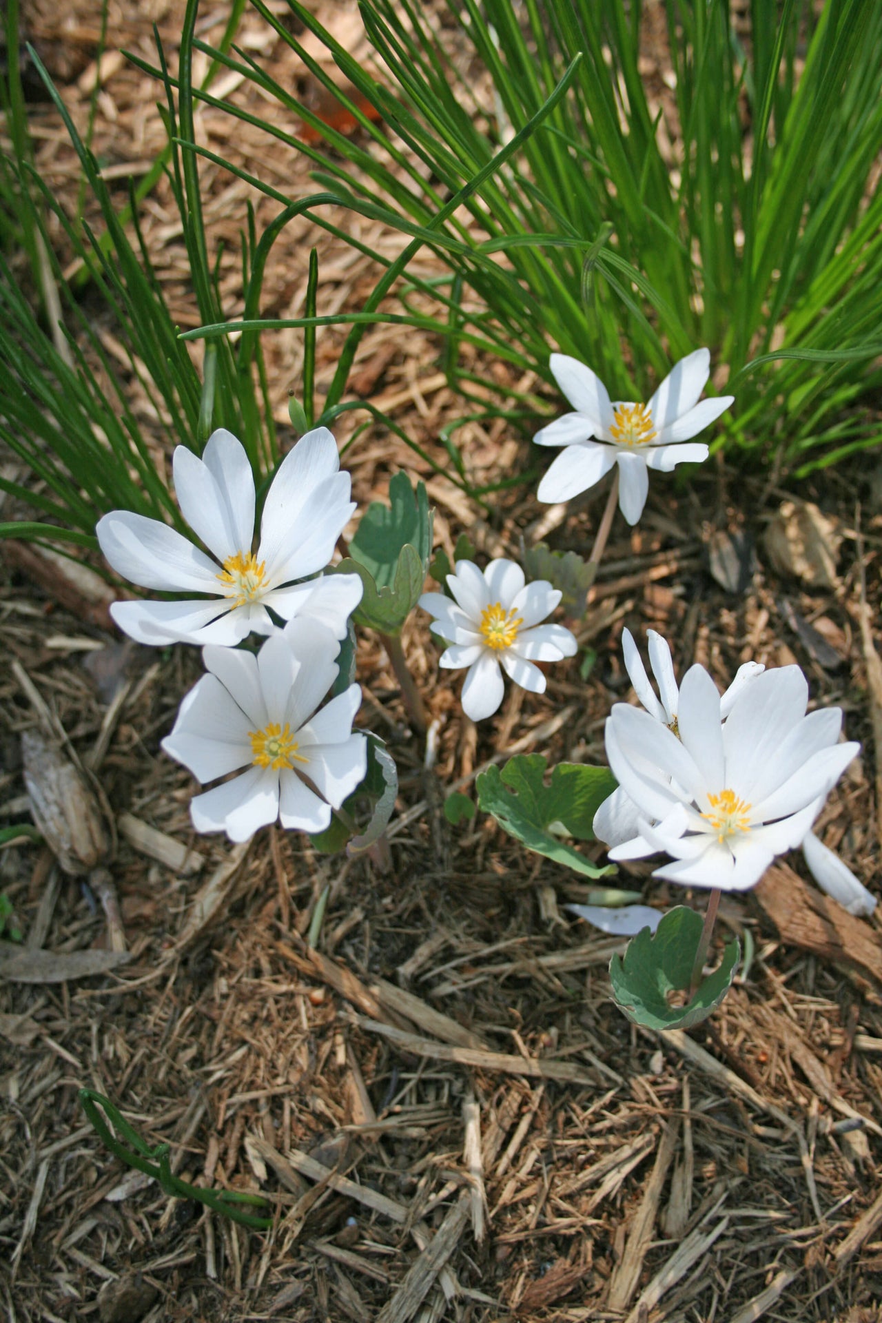 Sanguinaria canadensis Bloodroot